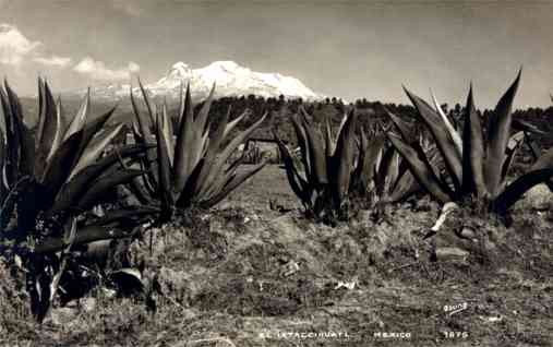 Osuna Cactus Real Photo