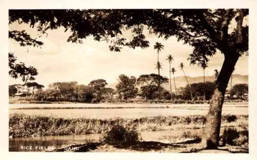 Rice Field Oahu Real Photo