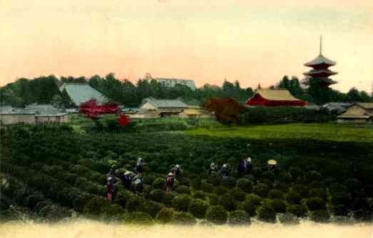 Picking Tea Japanese