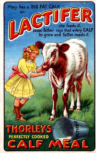 Advert Lactifer Food Calf Veterinary