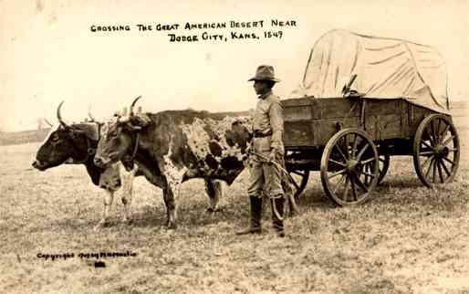 Bull-Drawn Wagon 101 Ranch RP KA