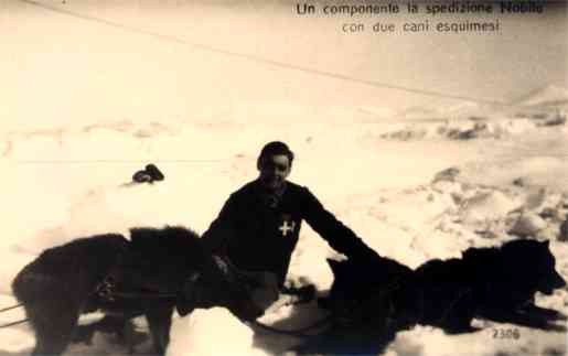 Polar Exploration Dogs Real Photo