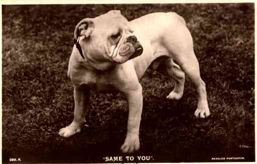 Angry Bulldog Real Photo
