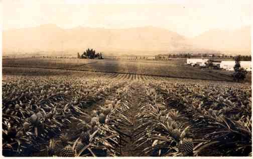 Pineapple Crops Hawaii Real Photo