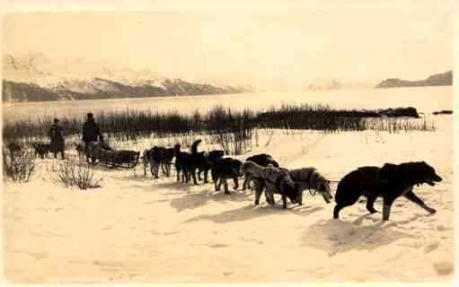 Alaska Dogs Sledge Real Photo