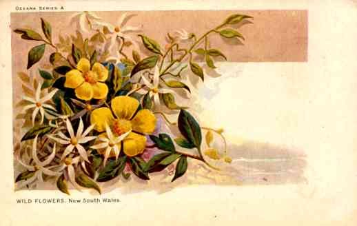 Wild Flowers Australia Art Nouveau