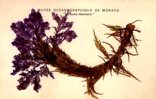 Seawee Monaco Novelty