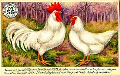 Advert Food Ova Poultry