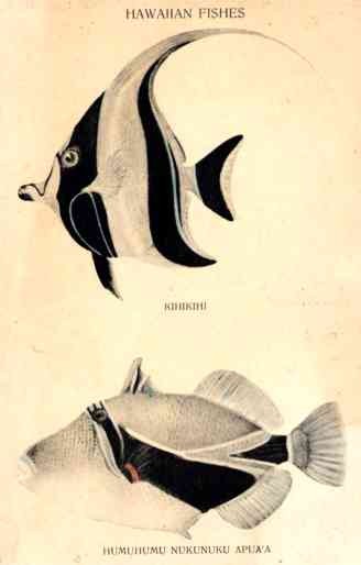 Hawaiian Fishes