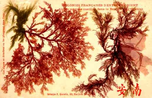 Tonkin Dried Sea Weed Novelty French