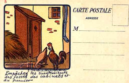 Anti-Tuberculosis Chicken Rooster