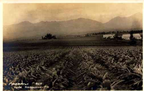 Hawaii Crops Real Photo