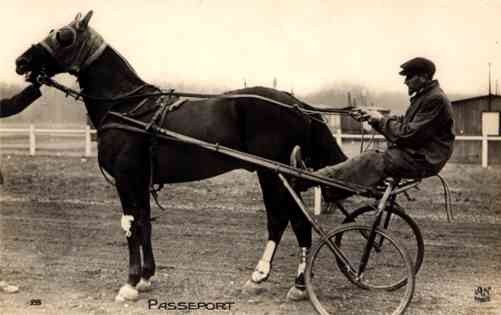 Harness Racer Sports Real Photo