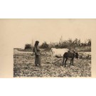 Palestine Israel Farmer Plowing with Donkey Bull