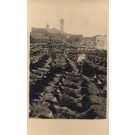 Palestine Israel Rows of Goats RPPC