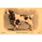 Dog Cocker Spaniel Champion