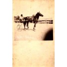 Harness Racer Horse Real Photo