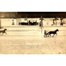 Harness Horse Racer Real Photo