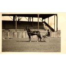 Harness Horse Racer Real Photo