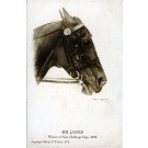 Race Horse Portrait