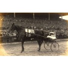 Harness Racer by Stand Real Photo