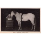Horse Working Cash Register Real Photo
