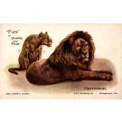 Advertising Furs Lion Lioness