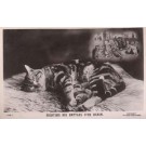 Wain Fighting Cats Dreaming Real Photo