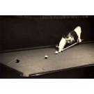 Player Over Table with Billiard Cue Real Photo