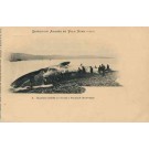 Adree Expedition to North Pole 1897 Whale