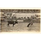 Bull Fight Real Photo