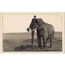 Elephant Circus Real Photo