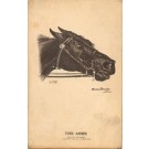 Harness Racing Horse Abbe