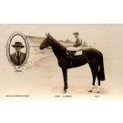 Jockey Horse Real Photo Advert