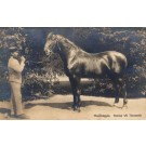 Famous Horse Nonius VII Real Photo