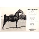 Grand Champion Fine Harness Horse Real Photo