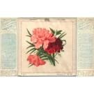 Flower Carnations