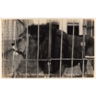Lion at Ringling Circus Winter Quarters Real Photo