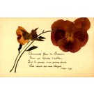 Dried Flower Pansy Poem