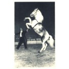 Radio-Circus Performing Horse