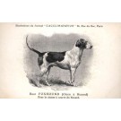 Dog Race Foxhound
