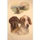 Dogs English Setters