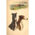Hunting Dogs Greyhounds Chazing Rabbit