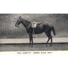 Horse Bonnie Black Bess
