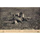 WWI Red Cross Dog Discovered Wounded
