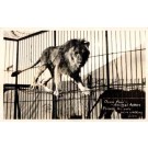Only Wire Walking Lion Real Photo