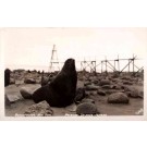 Alaska Pribliof Islands Seal Real Photo