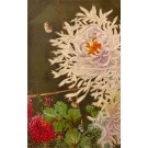 Flower Chrysanthemum