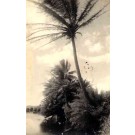 Hawaii Palms Real Photo