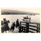 Hawaii Cattle Loading Real Photo